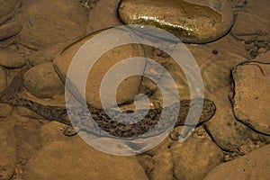 Eastern Hellbender