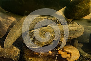 Eastern Hellbender