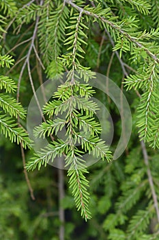 Eastern hemlock photo