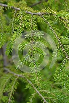 Eastern hemlock