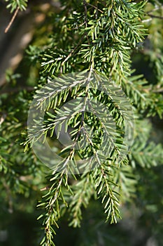 Eastern hemlock