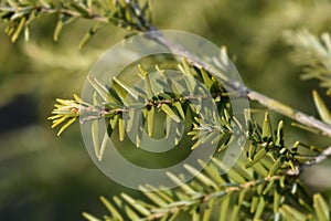 Eastern hemlock