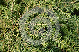 Eastern hemlock Jeddeloh