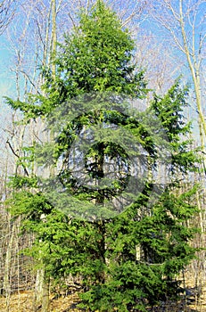 Eastern Hemlock  36693 photo