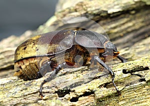 Eastern Hercules Beetle