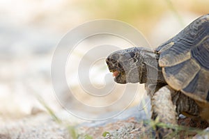 Eastern Hermann's tortoise with face. Macro photo with bright background. Soil Turtle.