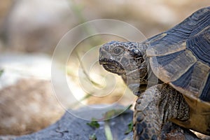 Eastern Hermann's tortoise with face. Macro photo with bright background. Soil Turtle.