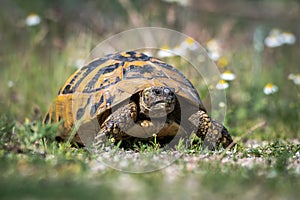 Eastern Hermann`s tortoise. Testudo hermanni boettgeri