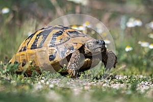 Eastern Hermann`s tortoise. Testudo hermanni boettgeri