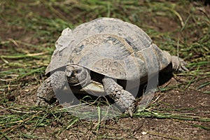 Eastern Hermann's tortoise (Testudo hermanni boettgeri).