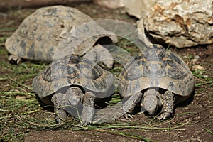 Eastern Hermann's tortoise (Testudo hermanni boettgeri).