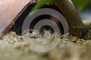 Eastern Hog-nosed Snake photo