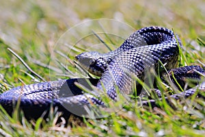 Oriental serpiente 