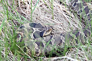 Eastern Hognose Snake