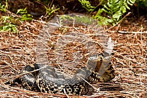 Eastern Hognose Snake