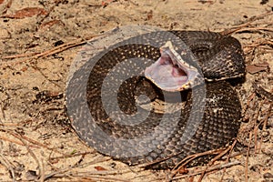 Eastern Hognose Snake