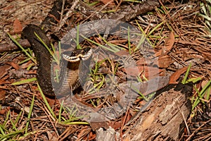 Eastern Hognose Snake