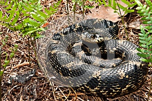 Eastern Hognose Snake photo