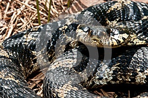 Eastern Hognose Snake photo