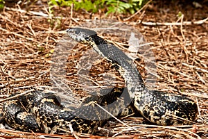 Eastern Hognose Snake photo