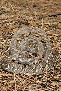 Eastern Hognose Snake (Heterodon platirhinos)