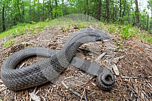 Eastern hognose snake hooding from Massachusetts photo