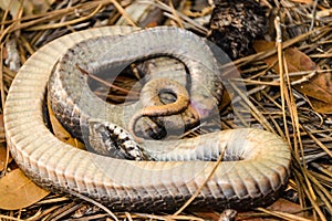 Eastern Hognose Snake playing dead - Heterodon platirhinos