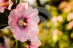 Eastern Hollyhock Closeup