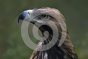 Eastern imperial eagle (Aquila heliaca)