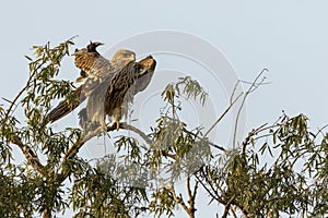 eastern imperial eagle or aquila heliaca bird in action with wingspan during outdoor safari at forest of central india