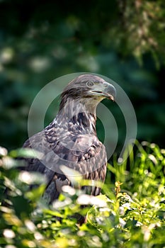 Eastern imperial eagle photo