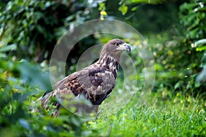 Eastern imperial eagle photo