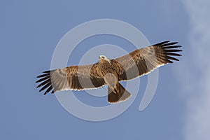 Eastern Imperial Eagle