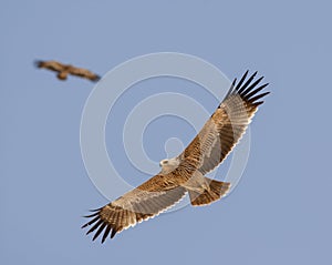 Eastern Imperial Eagle