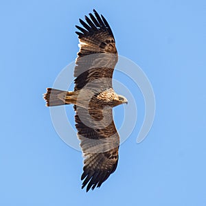 Eastern Imperial Eagle in flight. Aquila heliaca