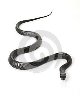 Eastern Indigo Snake photo