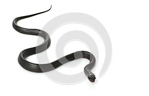 Eastern Indigo Snake