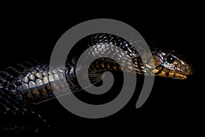 Eastern indigo snake (Drymarchon couperi)