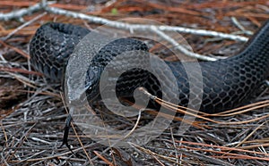 Eastern Indigo snake Drymarchon couperi sandhills of Florida