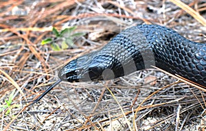 Eastern Indigo snake Drymarchon couperi sandhills of Florida