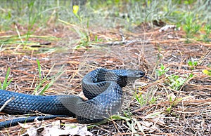 Eastern Indigo snake Drymarchon couperi sandhills of Florida photo
