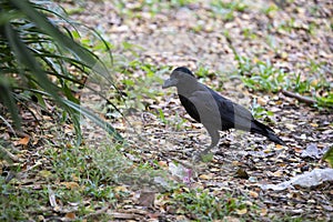 Eastern Jungle Crow photo