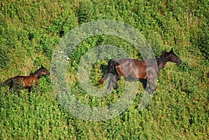 Eastern Kentucky Horses on a Hill