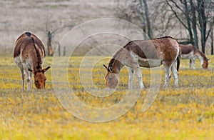 Eastern kiang animals in autumn scenery, cattle breeding, wildlife