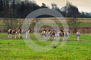 The Eastern kiang herd, cattle breeding, rural landscape