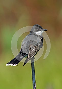Eastern Kingbird