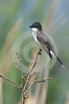 Eastern Kingbird
