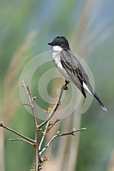 Eastern Kingbird photo