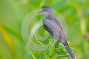 Eastern Kingbird