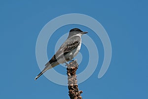 Eastern kingbird photo